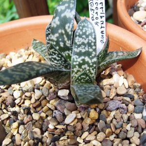 Gasteria bicolor var liliputana