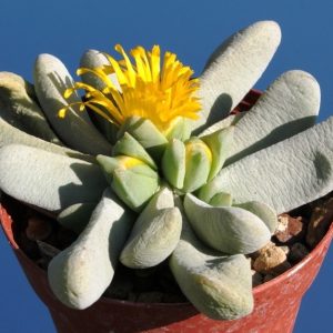 Цветок Glotiphyllum oligocarpum