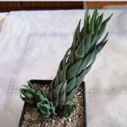 Haworthia coarctata f. greenii купить Киев