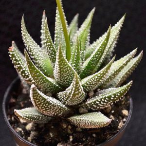 Haworthia fasciata var. concolor купить в Киеве доставка