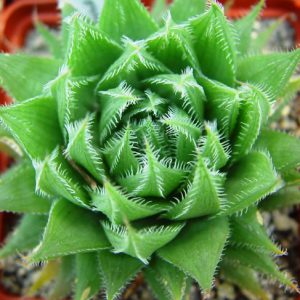 Haworthia herbacea (Haworthia translucens) купить в Киеве