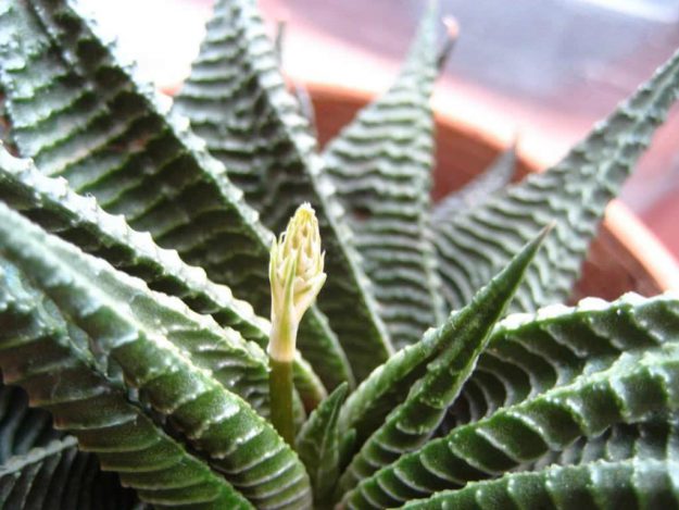 Haworthia-limifolia-хавортия-лимифолия-киев-купить-доставка-грн-цветонос Купить цветы в Киеве
