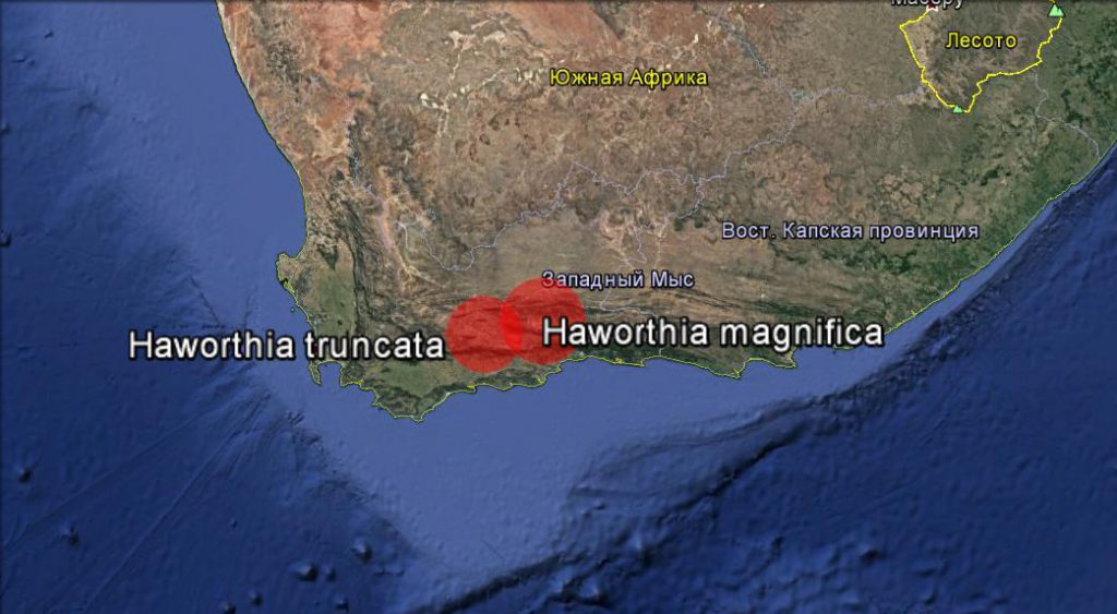 Карта распространения Хавортия трунката и хавортия магнифика