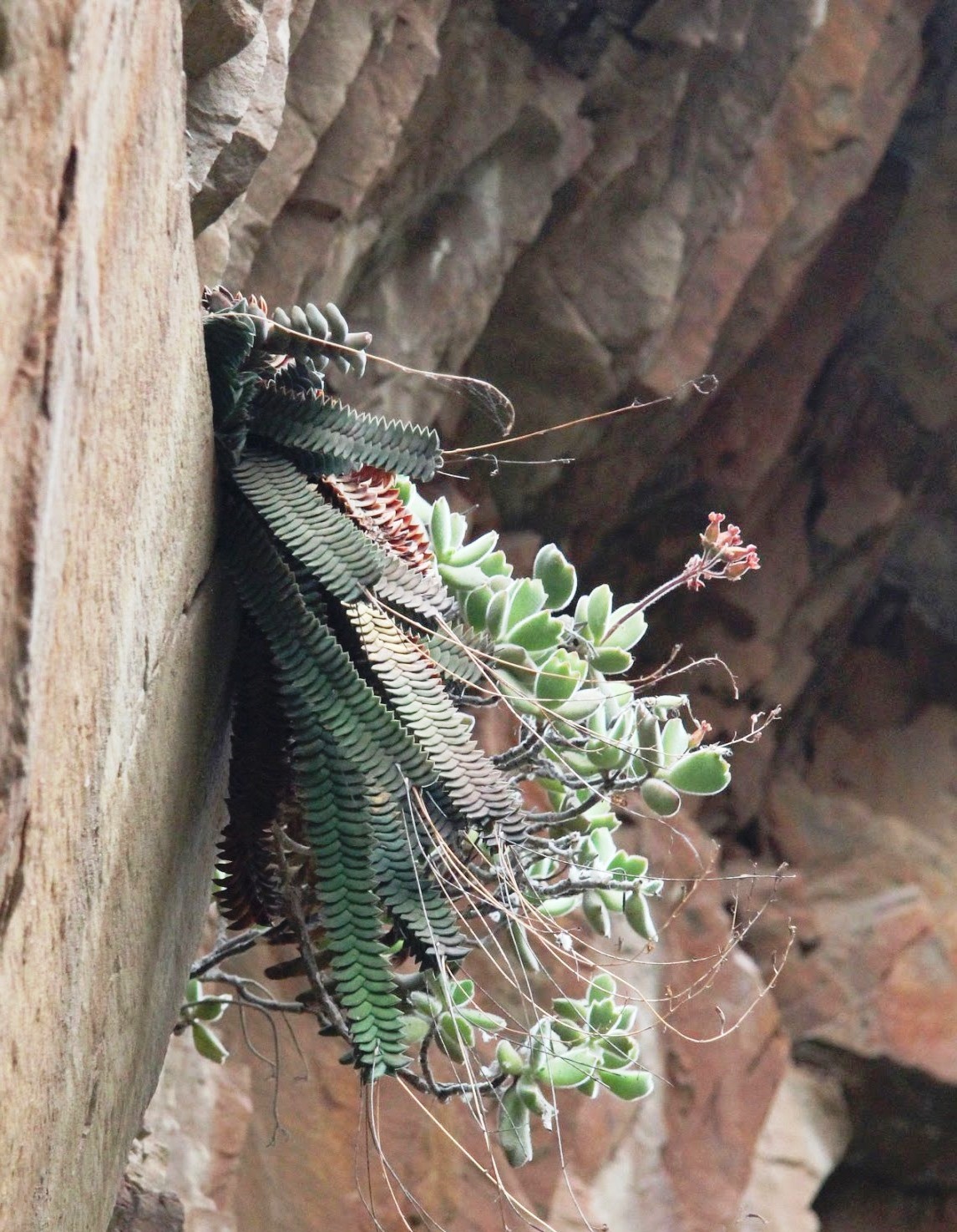Haworthia viscosa — Вэй Лин — живые цветы, Киев