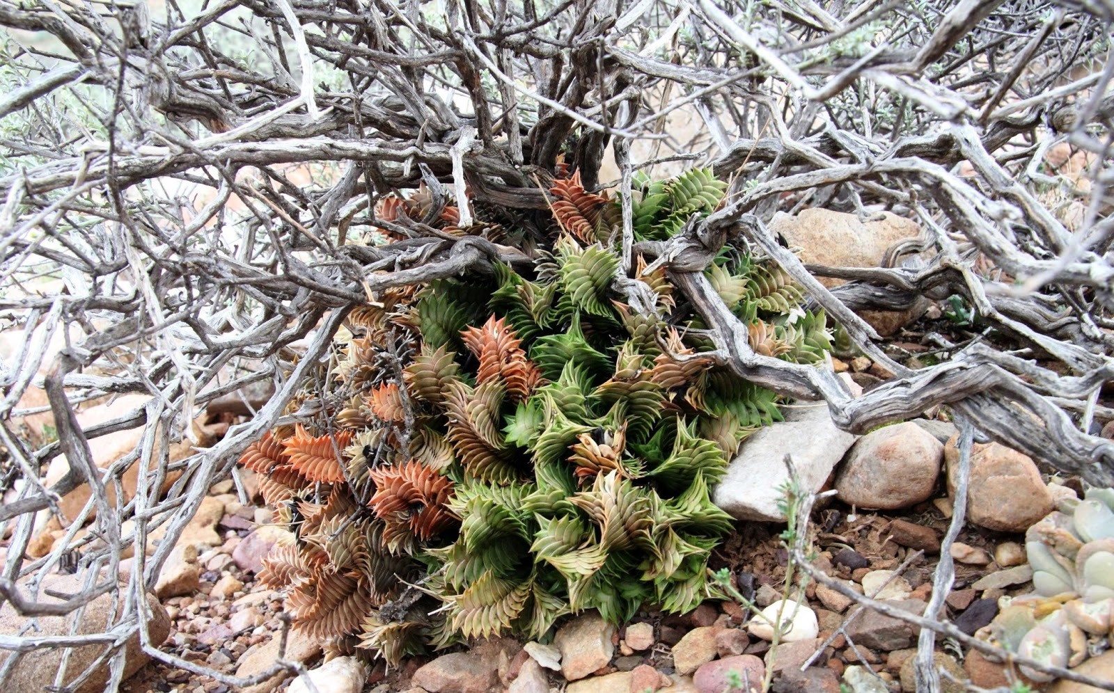Haworthia viscosa — Вэй Лин — живые цветы, Киев