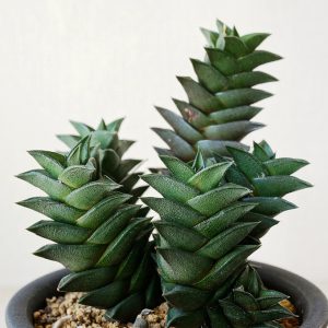 Хавортия клейкая купить в Киеве