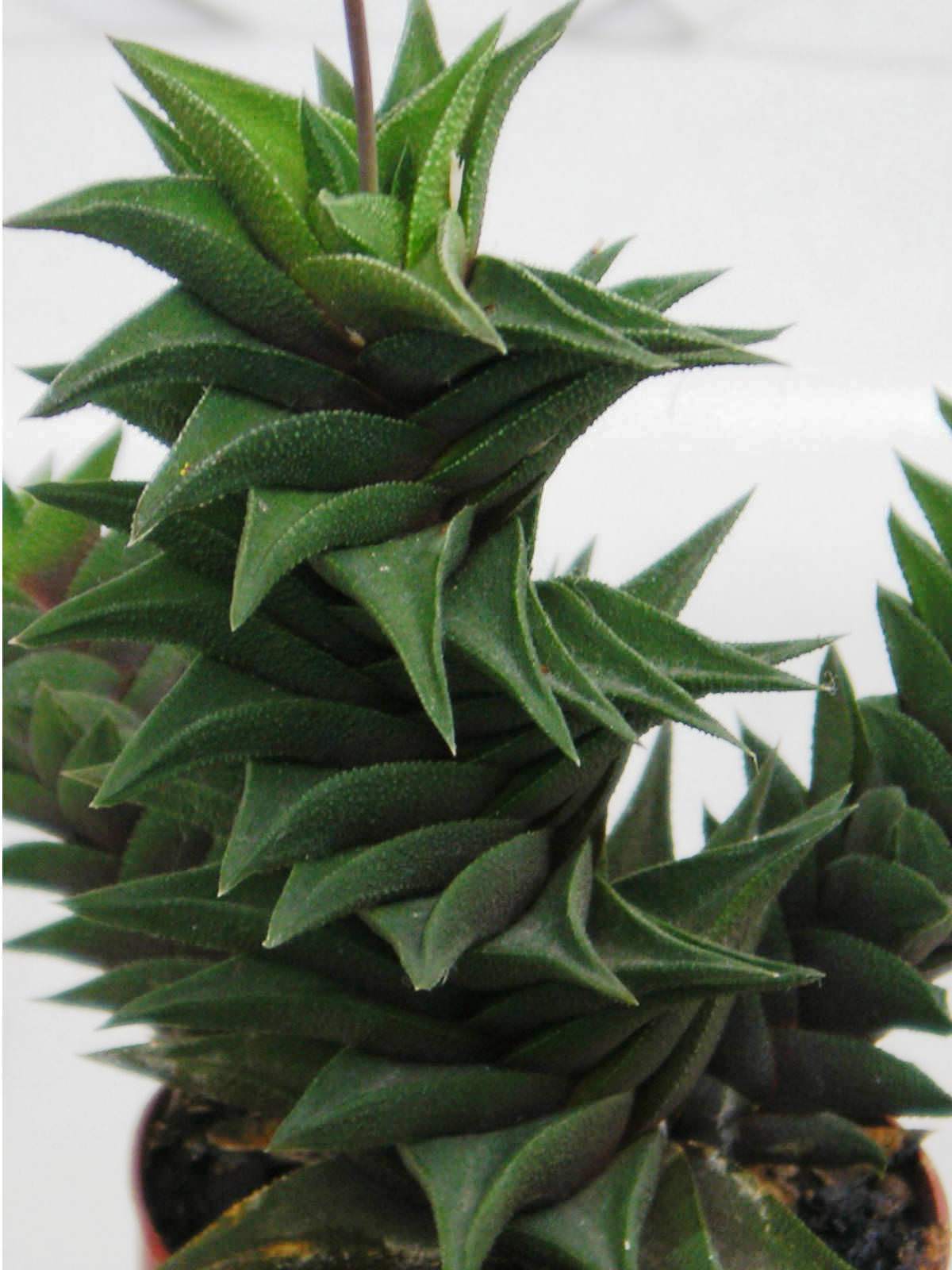 Haworthia viscosa — Вэй Лин — живые цветы, Киев