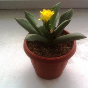 Schwantesia pillansii цветет