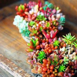 суккуленты Киев