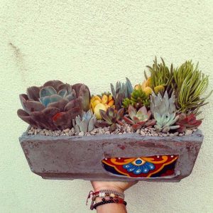 Композиция из суккулентов Киев