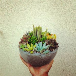 Композиция из суккулентов