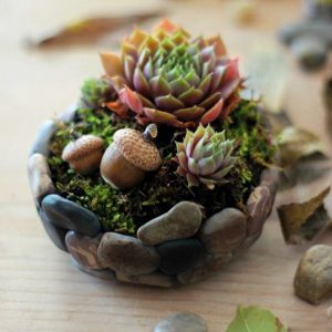 Композиция суккуленты хавортия Киев