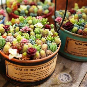 Комозиция из суккулентов Киев