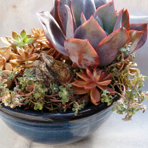 суккуленты купить киев