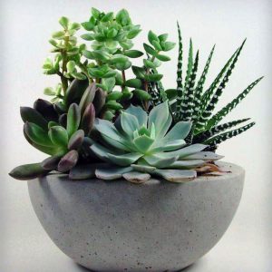 Живые цветы в Киеве