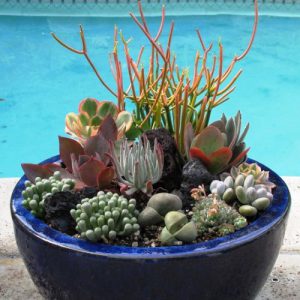 Суккуленты в Киеве дизайн