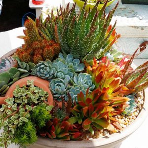 Композиция из суккулентов