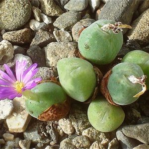 Conophytum flavum ssp. novicium — COP 188 — Вэй Лин — живые